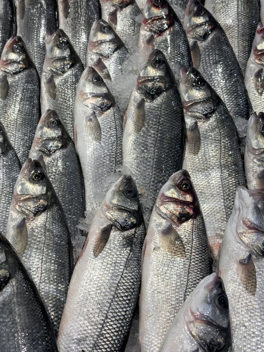Fish market counter, seafood on ice